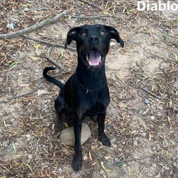 Diablo -  Cane Corso and Doberman Pinscher Dog for Adoption in Little Rock, Arkansas - Diablo | PetCurious