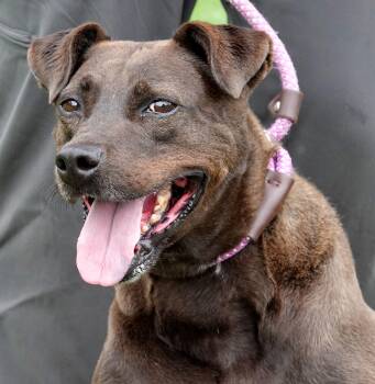 Lucky -  Terrier Dog for Adoption in Millfield, Ohio - Lucky | PetCurious