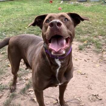 Rescue Chocolate Labrador Retriever and Mastiff Dogs for Adoption in Honesdale, Pennsylvania - Gretchen | PetCurious