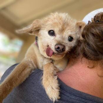 Margo -  Terrier Dog Available for Adoption in Ramona, California - Margo | PetCurious