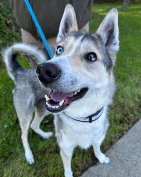 Husky and Mixed Breed Dogs Available for Adoption in Anchorage, Alaska - STORMY | PetCurious