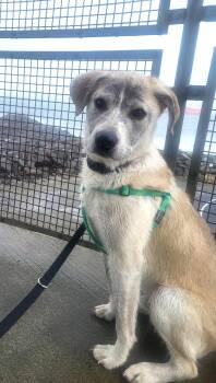 Husky Dogs Available for Adoption in Seattle, Washington - Denali | PetCurious