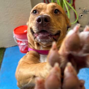 Posie -  Mixed Breed Dog for Adoption in Titusville, Florida - Posie | PetCurious
