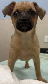 Terrier and Mixed Breed Dogs Available for Adoption - Ella | PetCurious