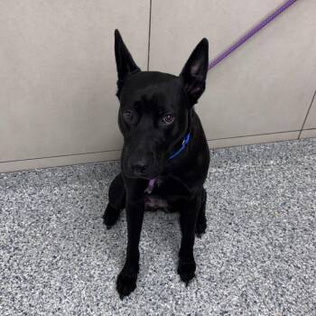 Lady Lucy -  Black Labrador Retriever Dog for Adoption in Chicago, Illinois - Lady Lucy | PetCurious