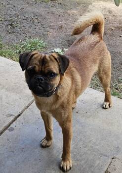 Rescue Chihuahua and Pug Dogs for Adoption in Moreno Valley, California - Duke | PetCurious