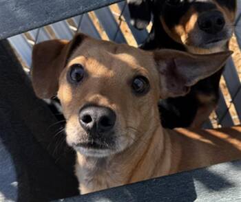 Chan - URGENT -  Chihuahua Dog for Adoption in Thousand Oaks, California - Chan - URGENT | PetCurious
