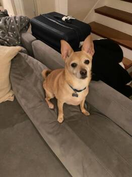 Rescue Chihuahua and Terrier Dogs for Adoption in Portland, Oregon - Billy | PetCurious
