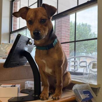 Dachshund and Beagle Dogs Available for Adoption in Jacksonville, Arkansas - Arrow | PetCurious