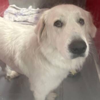 XANDRA -  Great Pyrenees Dog for Adoption in Richmond, California - XANDRA | PetCurious