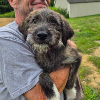 CT Jody -  Terrier and Mixed Breed Dog for Adoption in Eastford, Connecticut - CT Jody | PetCurious
