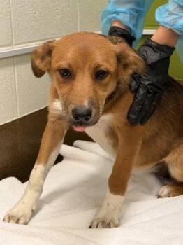 Socks -  Mixed Breed Dog for Adoption in Wichita, Kansas - Socks | PetCurious