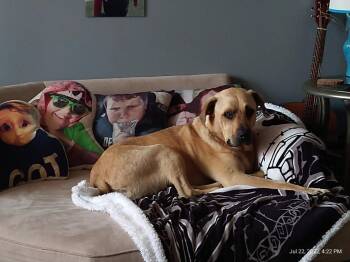 Brutus -  Black Mouth Cur Dog for Adoption in Louisville, Kentucky - Brutus | PetCurious