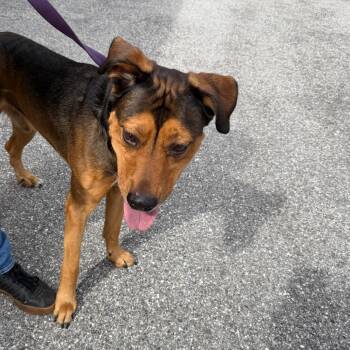 Rescue Mixed Breed Dogs for Adoption in Port Charlotte, Florida - Fig | PetCurious