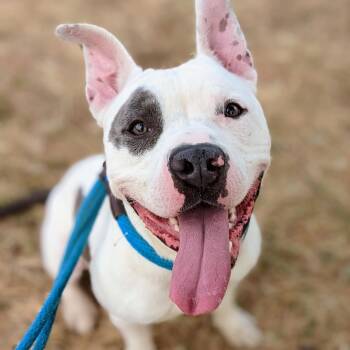 Rescue Terrier Dogs for Adoption in St. Louis, Missouri - Abel | PetCurious