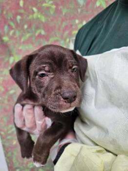Rosalind -  Labrador Retriever and Mixed Breed Dog for Adoption in San Antonio, Texas - Rosalind | PetCurious