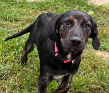 Mason -  Plott Hound Dog for Adoption in Palos Heights, Illinois - Mason | PetCurious