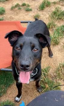 Rescue Mixed Breed Dogs for Adoption in Eugene, Oregon - Chili | PetCurious