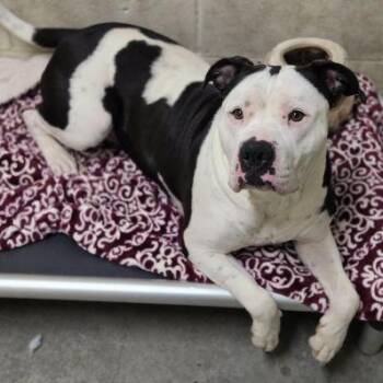 Pit Bull Terrier Dogs Available for Adoption - Freya | PetCurious