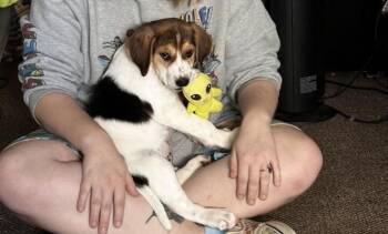 Labrador Retriever Dogs Available for Adoption in Colorado Springs, Colorado - Trent | PetCurious