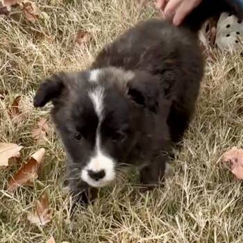 Rescue Shih Tzu and Australian Shepherd Dogs for Adoption - RAPHAEL | PetCurious