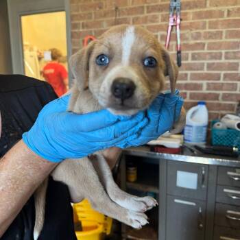 Velma -  Pit Bull Terrier Dog for Adoption in Birmingham, Alabama - Velma | PetCurious