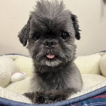 Truffles -  Shih Tzu Dog for Adoption in Salisbury, North Carolina - Truffles | PetCurious