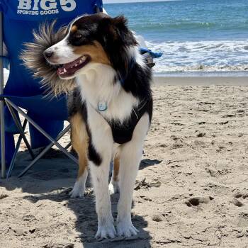 Max -  Australian Shepherd Dog for Adoption in Los Gatos, California - Max | PetCurious