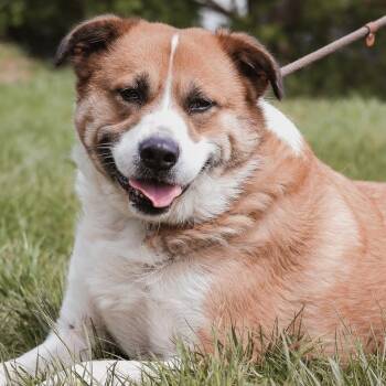 Brewski -  Great Pyrenees Dog for Adoption in Justin, Texas - Brewski | PetCurious