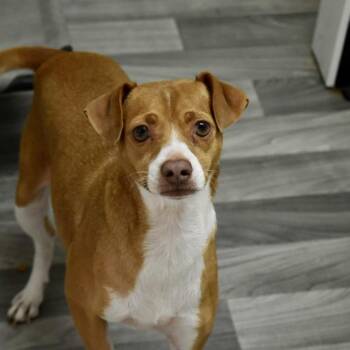 NALA -  Beagle Dog for Adoption in Graham, Washington - NALA | PetCurious