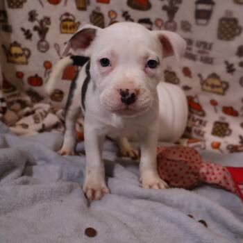 Gnocchi -  Pit Bull Terrier and Mixed Breed Dog for Adoption in Avon, Ohio - Gnocchi | PetCurious