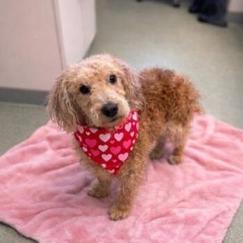 Miniature Poodle Dogs Available for Adoption - Spud | PetCurious