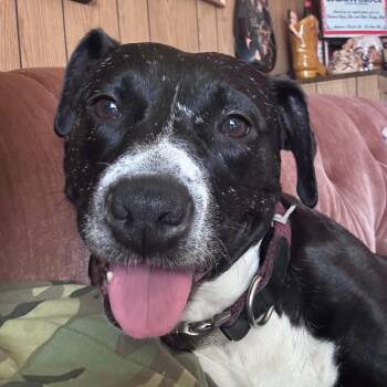 Ashley -  Pit Bull Terrier Dog for Adoption in Whittier, California - Ashley | PetCurious