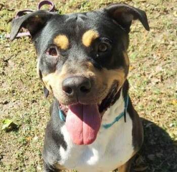 Rescue Mixed Breed Dogs for Adoption in Fernandina Beach, Florida - DRACO | PetCurious