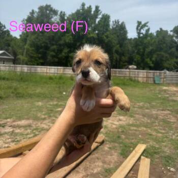 Labrador Retriever and Wirehaired Terrier Dogs Available for Adoption in North Charleston, South Carolina - Seaweed | PetCurious