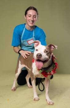 Howlie -  Pit Bull Terrier and Mixed Breed Dog for Adoption in Atlanta, Georgia - Howlie | PetCurious