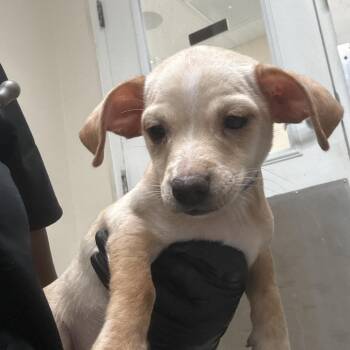Daredevil -  Chihuahua and Dachshund Dog for Adoption in Lakeland, Florida - Daredevil | PetCurious