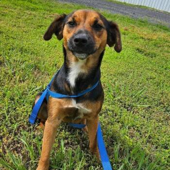 SISSY -  Beagle Dog for Adoption in Chicopee, Massachusetts - SISSY | PetCurious