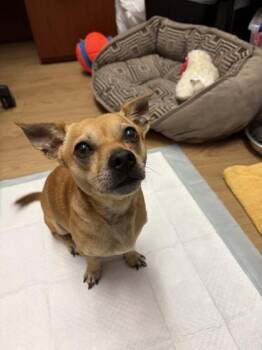 Paco -  Chihuahua and Mixed Breed Dog for Adoption in Alamo Heights, Texas - Paco | PetCurious