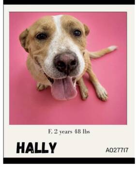 Hally -  Black Mouth Cur and Mountain Cur Dog for Adoption - Hally | PetCurious