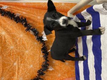 Rescue Border Collie and Mixed Breed Dogs for Adoption in Modesto, California - A604285 | PetCurious