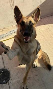 BECCA -  Mixed Breed Dog for Adoption in Dallas, Texas - BECCA | PetCurious
