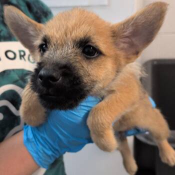 Iceburg -  Cairn Terrier and Chihuahua Dog for Adoption in Hattiesburg, Mississippi - Iceburg | PetCurious