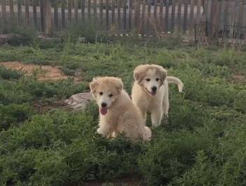 Twyla -  Great Pyrenees Dog for Adoption in Severance, Colorado - Twyla | PetCurious