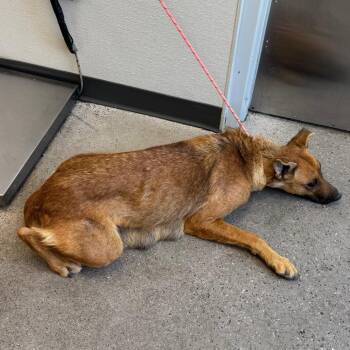 109025 -  Mixed Breed Dog for Adoption in Las Cruces, New Mexico - 109025 | PetCurious
