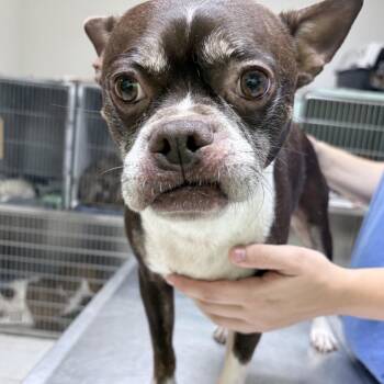 Tank -  Boston Terrier and Mixed Breed Dog for Adoption in Tyler, Texas - Tank | PetCurious