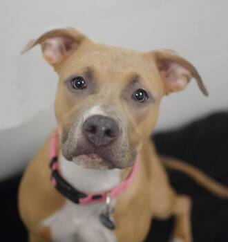 Pit Bull Terrier and Labrador Retriever Dogs Available for Adoption - Lilly | PetCurious