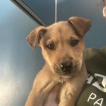 Twiggy -  Mixed Breed Dog for Adoption in Clavet, Saskatchewan - Twiggy | PetCurious