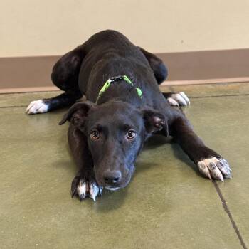 Lollygag -  Border Collie Dog for Adoption in Cheyenne, Wyoming - Lollygag | PetCurious