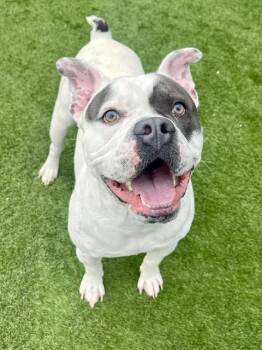 MAXIMILIANO -  Mixed Breed Dog for Adoption in Dallas, Texas - MAXIMILIANO | PetCurious